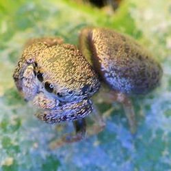 Simaethula ZZ483