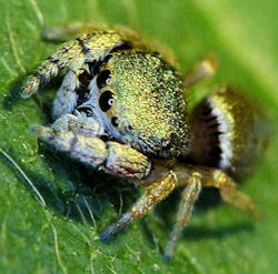 Simaethula ZZ507