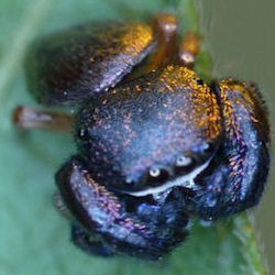 Simaethula ZZ508
