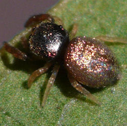 Simaethula auratus