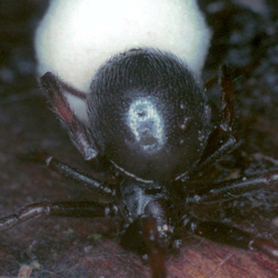 Steatoda ZZ072