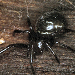 Steatoda ZZ212
