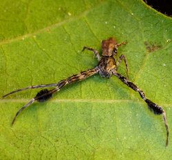Sidymella ZZ144 
