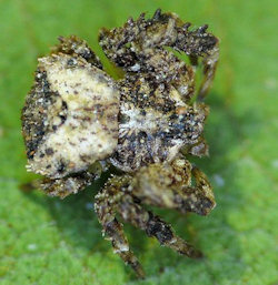 Stephanopis corticalis