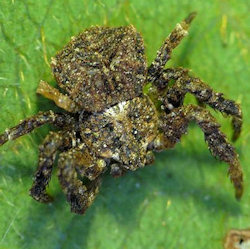 Stephanopis corticalis