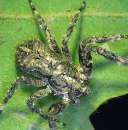 Stephanopis pustulosa