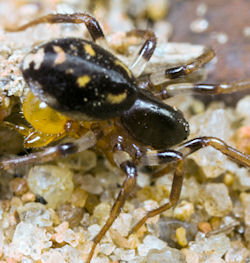 Storena formosa