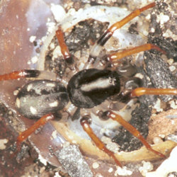 Storena formosa