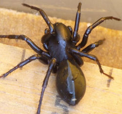 Storosa obscura