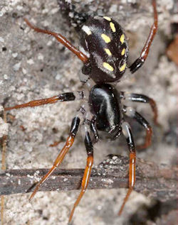 Supunna albopunctum
