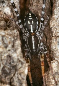 Sunpunna picta