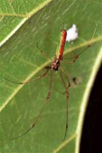 Tetragnatha ZZ071