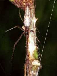 Tetragnatha ZZ189