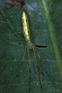 Tetragnatha ZZ200