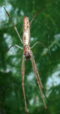 Tetragnatha ZZ202