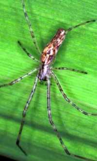 Tetragnatha ZZ208