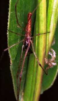 Tetragnatha ZZ210