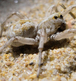 Tetralycosa oraria