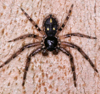 Tharpyna campestrata