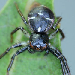 Tharpyna diademata