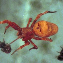 Theridion ZZ178