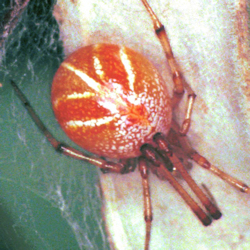 Theridion ZZ179