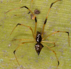 Theridula ZZ381