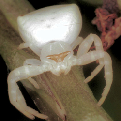 Thomisus spectabilis