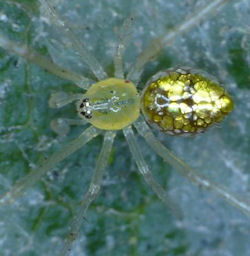 Thwaitesia argentiopunctata