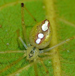 Thwaitesia argentiopunctata
