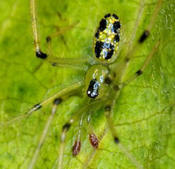 Thwaitesia nigronodosa
