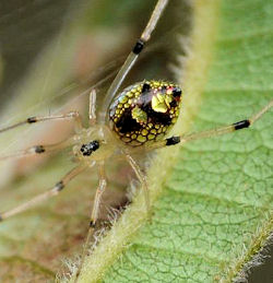 Thwaitesia nigronodosa