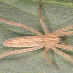 Tibellus tenellus