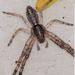 Tmarus ZZ615