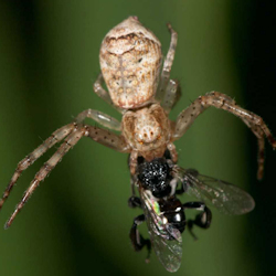 Tmarus cinerascens