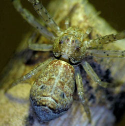 Tmarus cinerascens