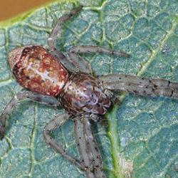 Tmarus marmoreus