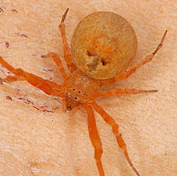 Uloborus ZZ625