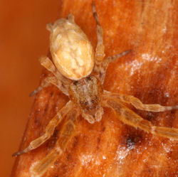 Uloborus barbipes