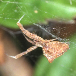 Uloborus congregabilis
