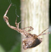 Uloborus plumipes