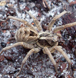 Venator immansueta 