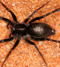 Venonia micarioides 