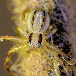 Xysticus bilimbatus