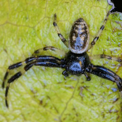 Xysticus geometres