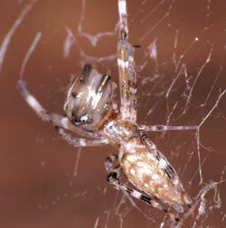 Zosis geniculatus