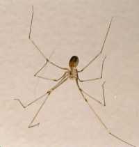 pholcus phalangoides