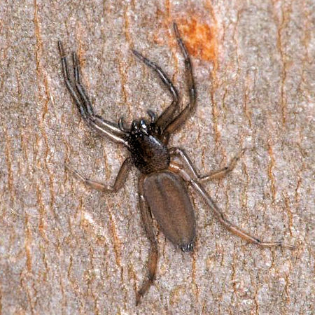 Hemicloea ZZ358