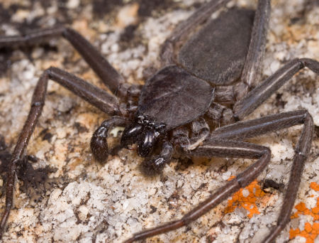 Hemicloea ZZ420