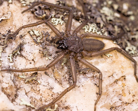 Hemicloea ZZ420